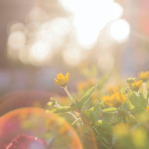 pexels-dua-chuot-917076 pexels-dua-chuot-917076